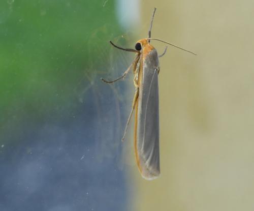 Réf. 183 768 : Eilema caniola